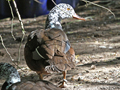 White-winged Duck